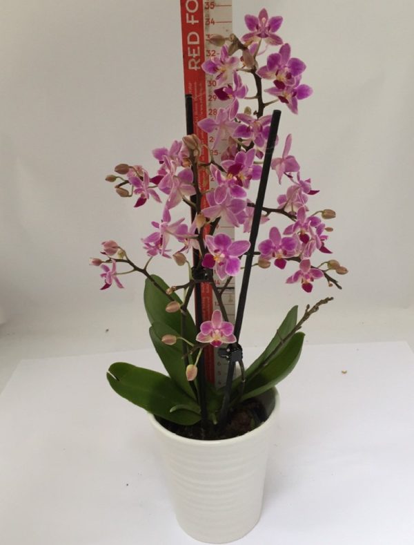 Phal. Chi Yueh Red Pearl：圖片 2