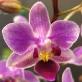 Phal. Chi Yueh Red Pearl