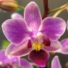 Phal. Chi Yueh Red Pearl