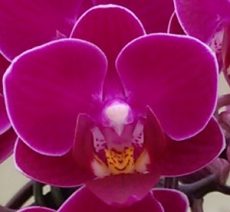 Phal. Liu's Ruby