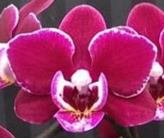 Phal. Lianher Cranberry "Cha Cha"
