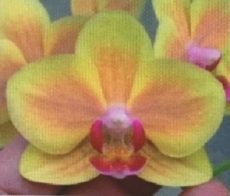 Phal. Yu Pin Yellow