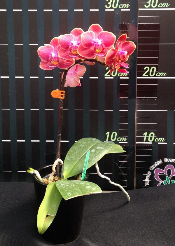 Phal. Long Pride "Sunkist"：圖片 3