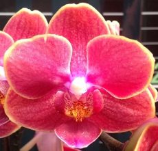 Phal. Long Pride "Sunkist"