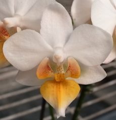 Phal. Liu's Fantasy ''MP0887"