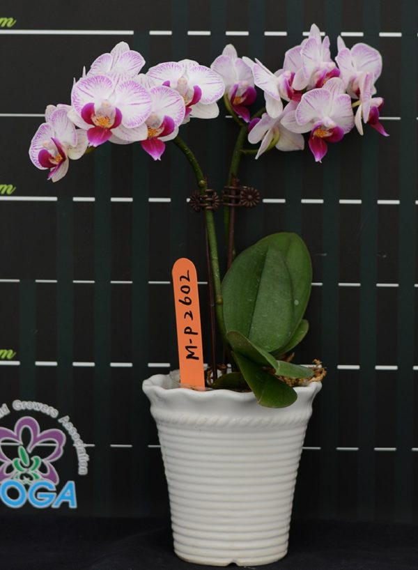 Phal. Long Pride Abigail "MP2602"：圖片 2