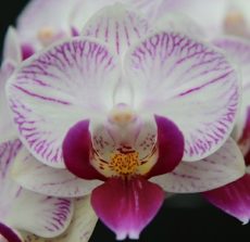 Phal. Long Pride Abigail "MP2602"