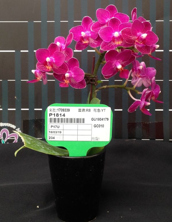 Phal. Long Pride Lola "FGA04"：圖片 3