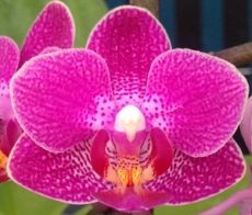 Phal. Long Pride Lola "FGA04"