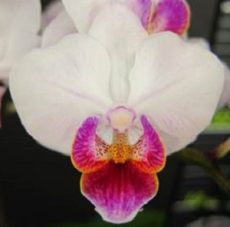 Phal. Chi Yueh Lantern