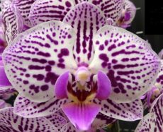 Phal. Lioulin Claire