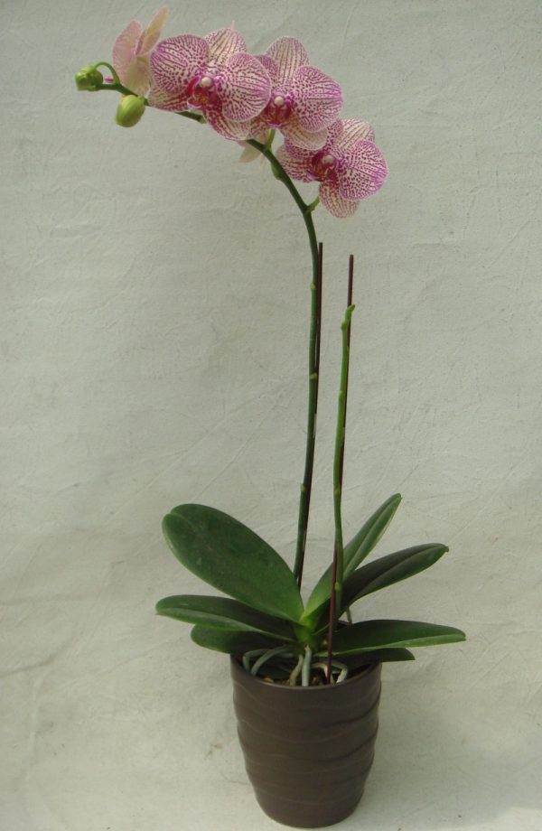Phal. (Brother Girl-Leopard Prince) "9757"：圖片 3
