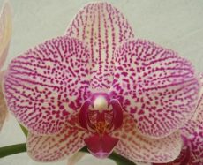 Phal. (Brother Girl-Leopard Prince) "9757"
