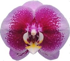 Phal. I-Hsin Banqiao