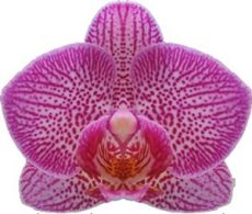 Phal. I-Hsin Pixie Reds