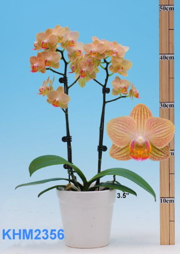 Phal. I-Hsin Marion：圖片 3
