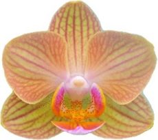 Phal. I-Hsin Marion