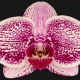 Phal. I-Hsin Super Star