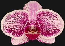 Phal. I-Hsin Super Star