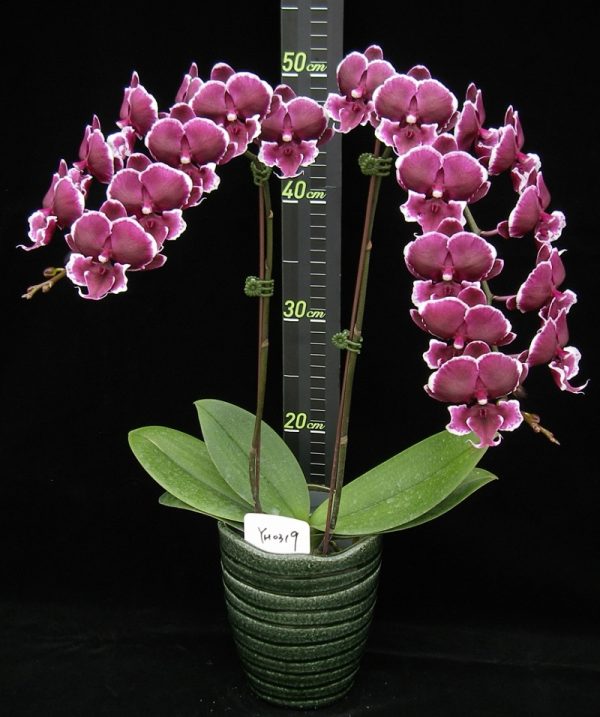 Phal. Younghome Pearl：圖片 2