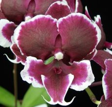 Phal. Younghome Pearl