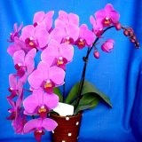 Phal. Younghome Dorothy：圖片 2