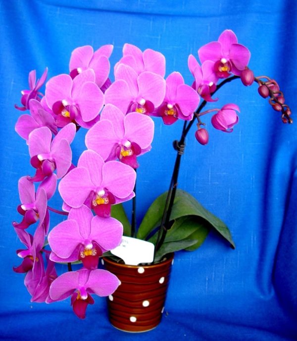 Phal. Younghome Dorothy：圖片 2