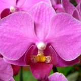 Phal. Younghome Dorothy
