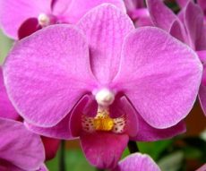 Phal. Younghome Dorothy