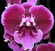 Phal. Younghome Benny