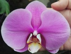 Phal. Jincheng Iceberg Beauty