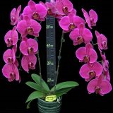 Phal. Lianher Super Red "2E147"：圖片 2