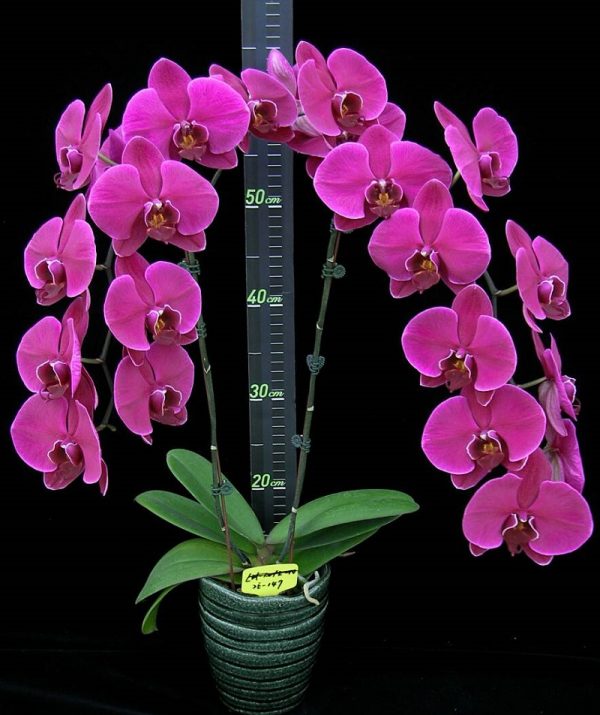 Phal. Lianher Super Red "2E147"：圖片 2