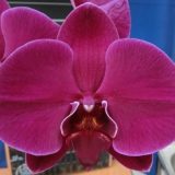 Phal. Lianher Super Red "2E147"