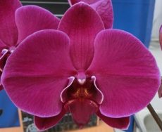 Phal. Lianher Super Red "2E147"