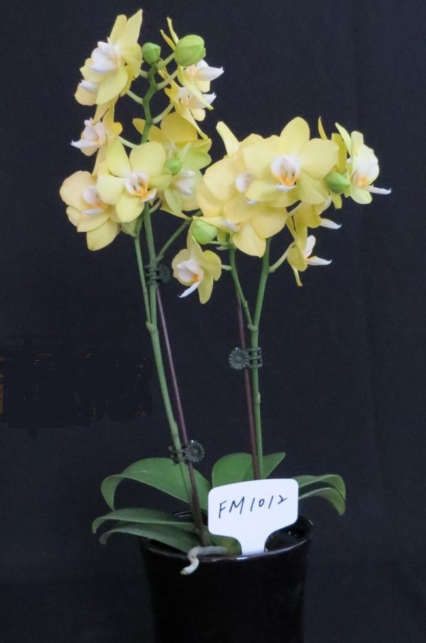 Phal. Fangmei Green Light：圖片 2