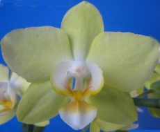Phal. Fangmei Green Light