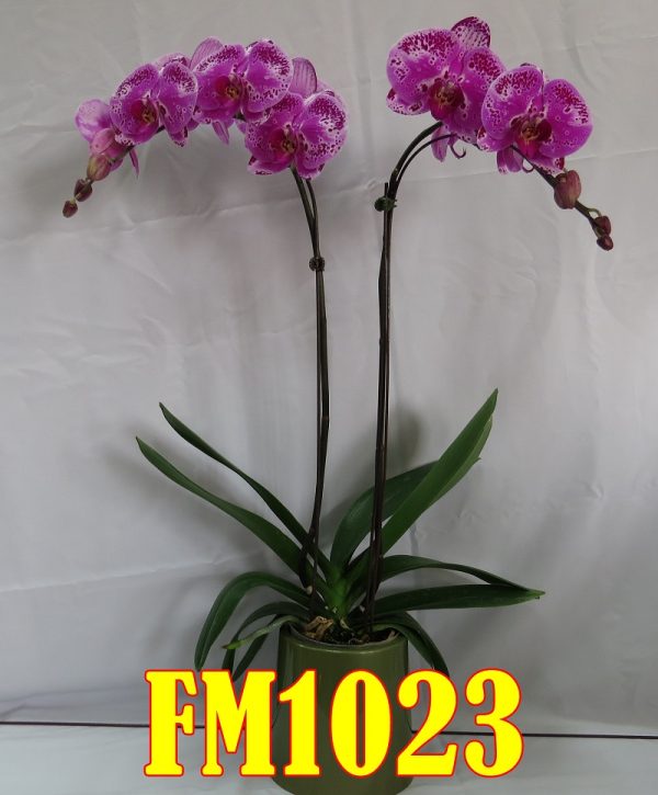 Phal. Taida Firework：圖片 2