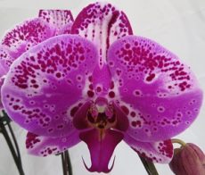 Phal. Taida Firework