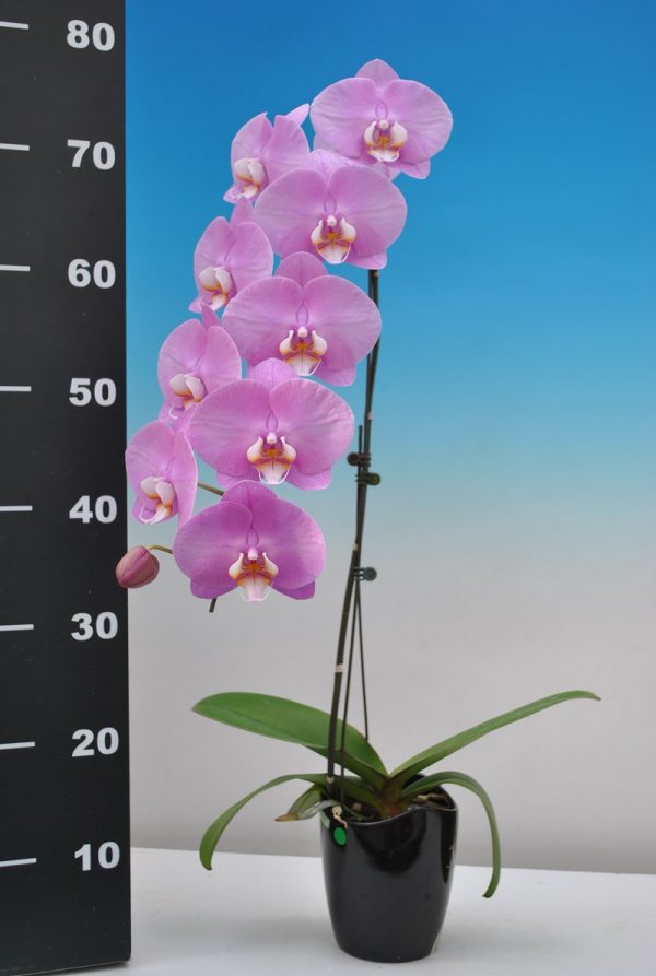 Phal. Taisuco Linda：圖片 2