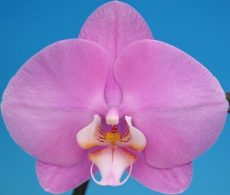 Phal. Taisuco Linda