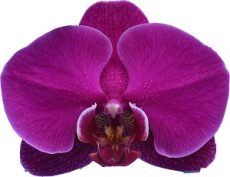 Phal. I-Hsin Chili Beauty