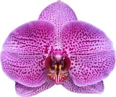 Phal. I-Hsin Giant Peach