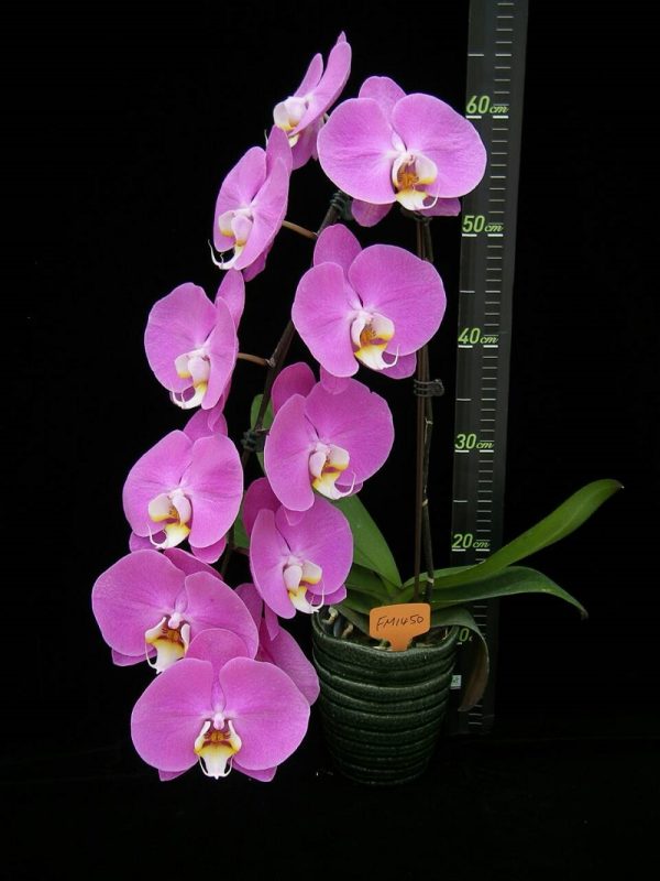 Phal. Fangmei Pink Puff：圖片 2