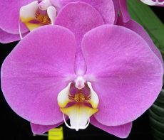Phal. Fangmei Pink Puff