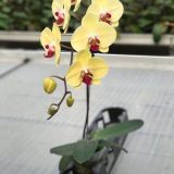 Dtps. Fong Tien's Yellow Butterfly X Dtps. (Chia Lin X Mount Beauty)：圖片 2