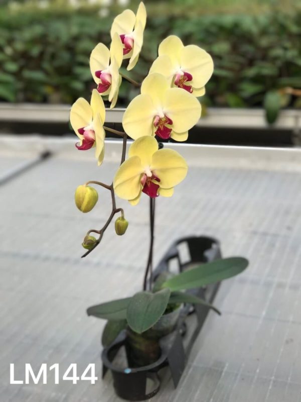 Dtps. Fong Tien's Yellow Butterfly X Dtps. (Chia Lin X Mount Beauty)：圖片 2