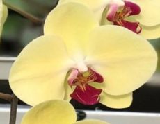 Dtps. Fong Tien's Yellow Butterfly X Dtps. (Chia Lin X Mount Beauty)