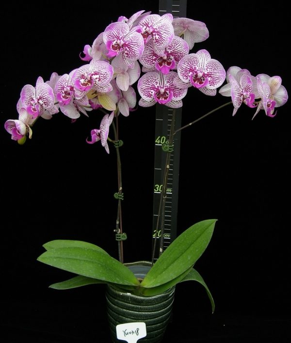 Phal. Younghome Pearl "318"：圖片 2