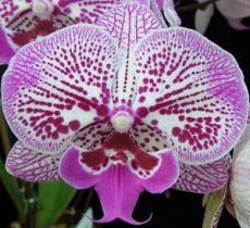 Phal. Younghome Pearl "318"